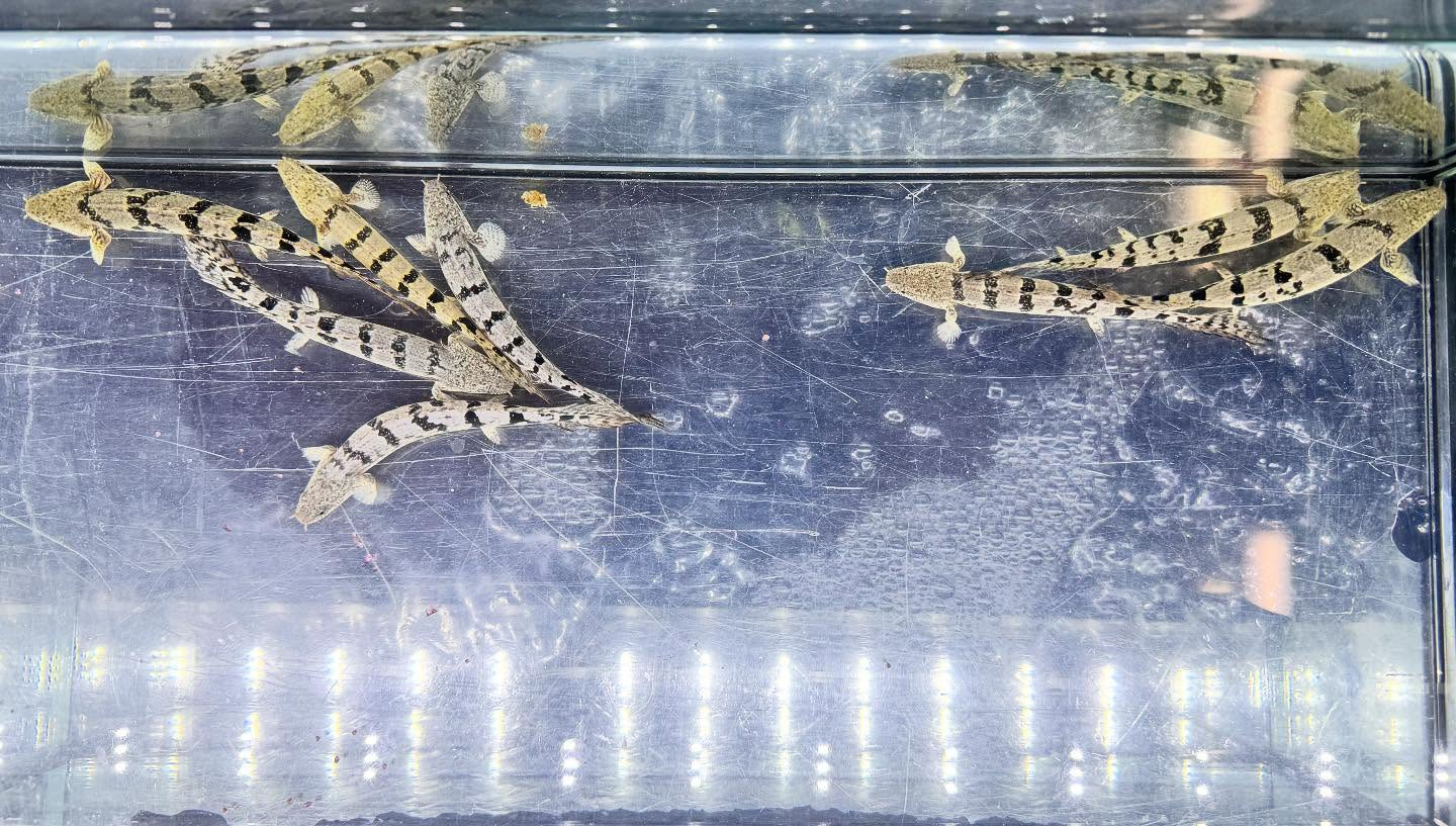 aquastyleg.base.shop/items/125...