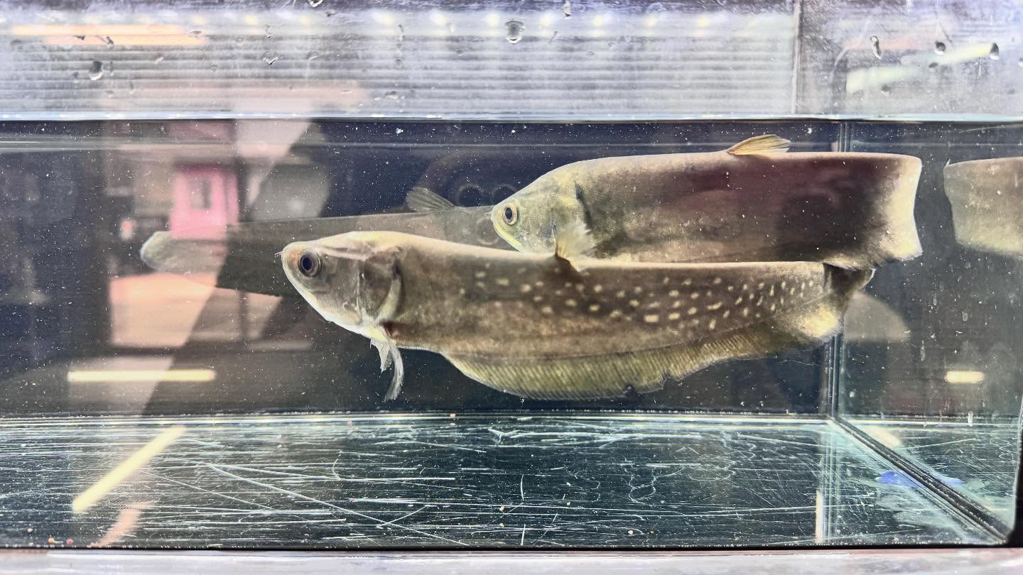 aquastyleg.base.shop/items/125...