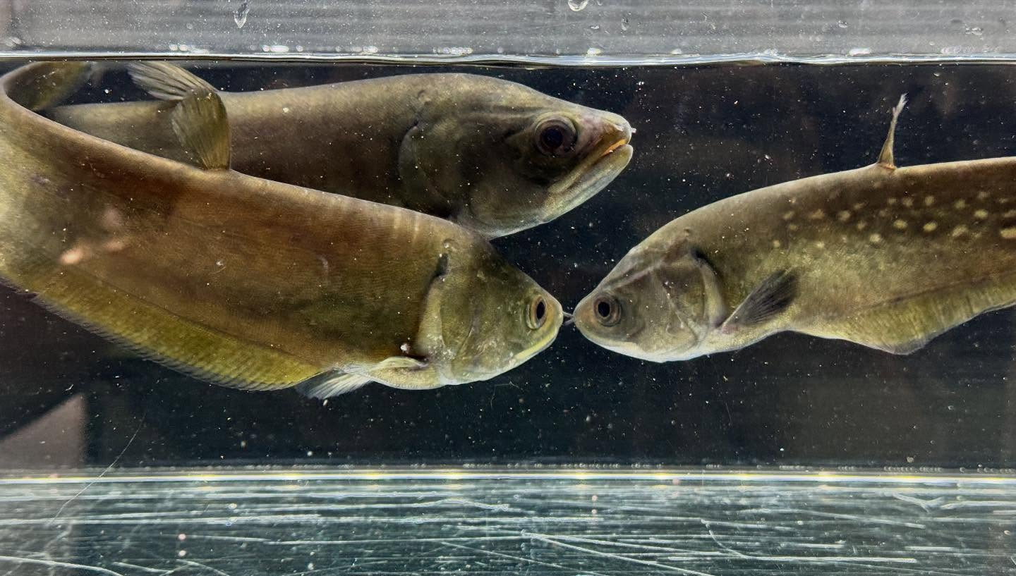 aquastyleg.base.shop/items/125...