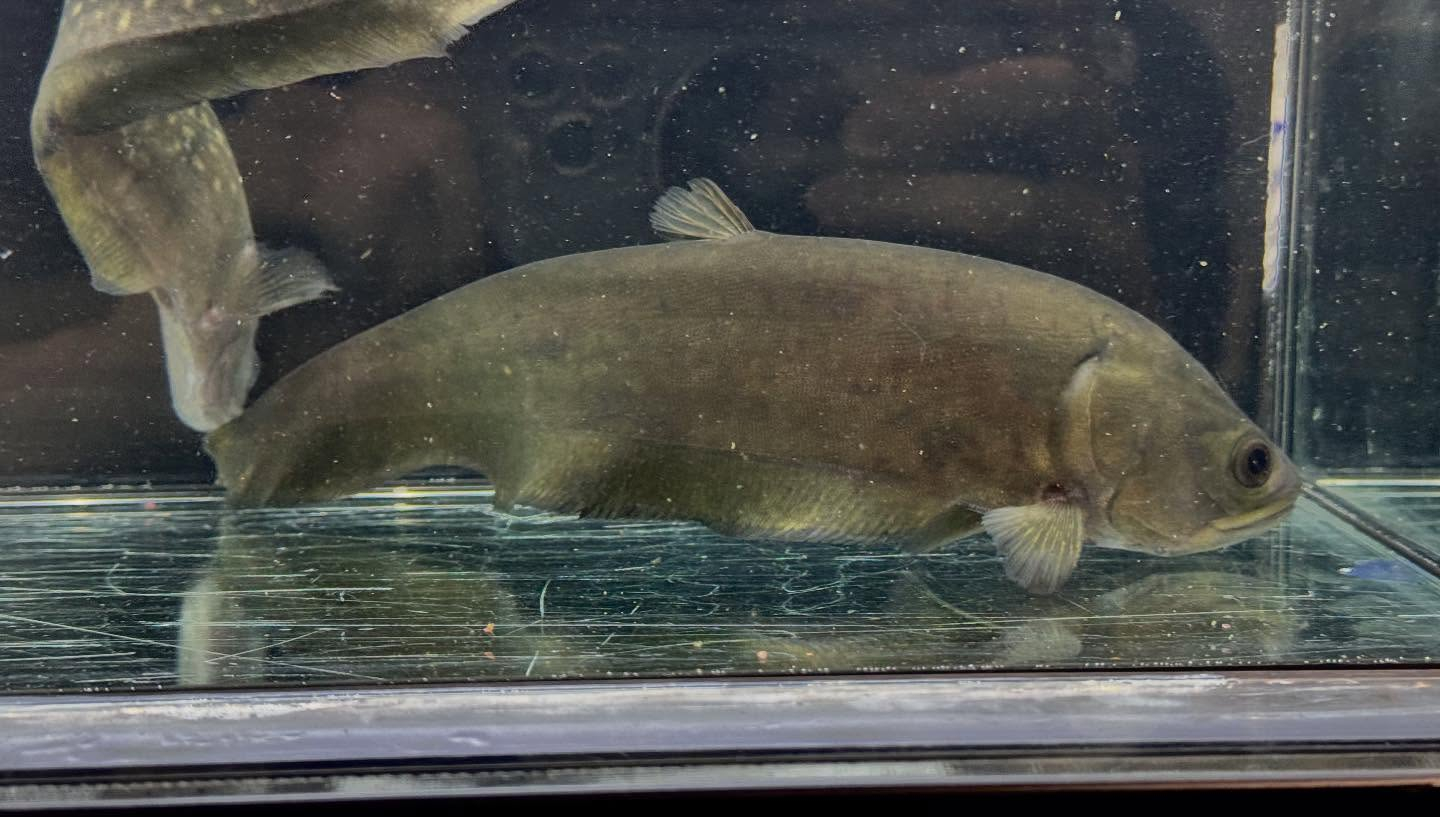 aquastyleg.base.shop/items/125...