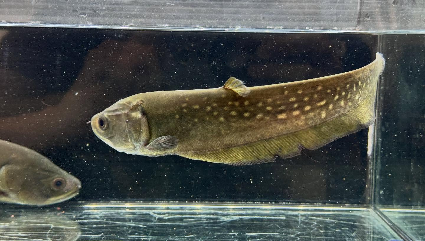 aquastyleg.base.shop/items/125...