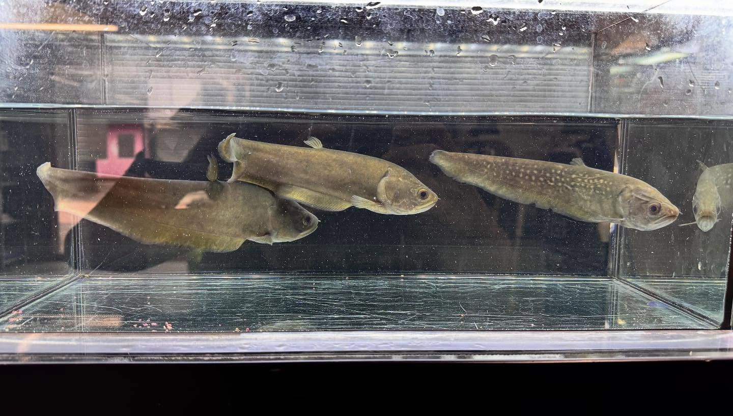 aquastyleg.base.shop/items/125...