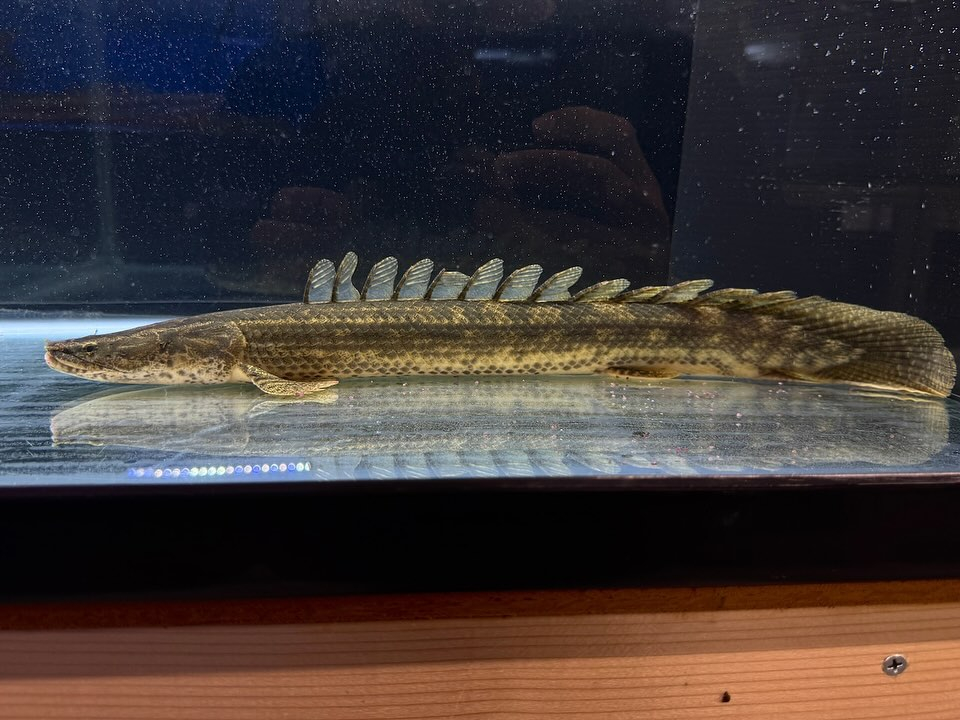  Po.ビキールsp.コウロントン ギニア産 Ｎｏ．③ 46㎝ メス