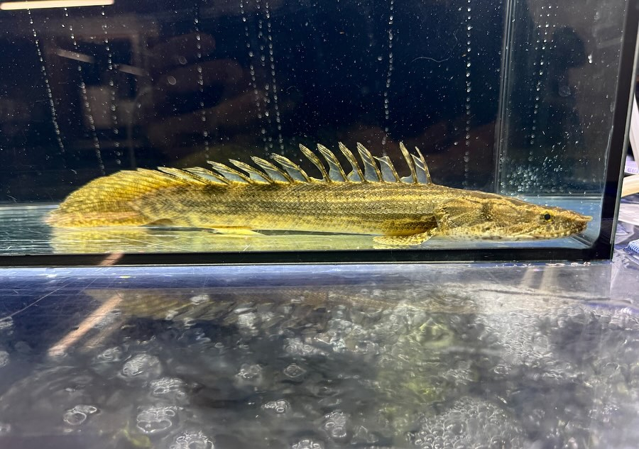 Po.ビキールsp.コウロントン ギニア産 27㎝