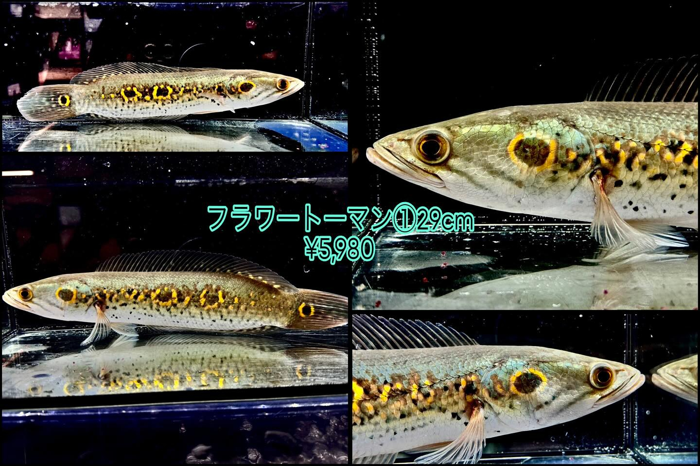 入荷魚 紹介 🐟🐟🐟🐟