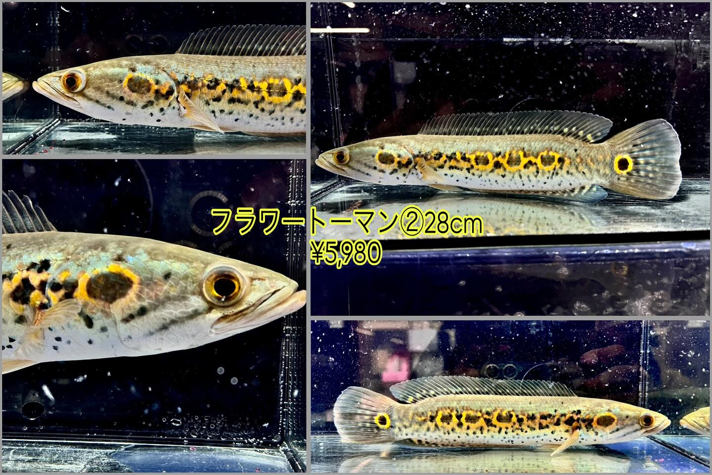 入荷魚 紹介 🐟🐟🐟🐟