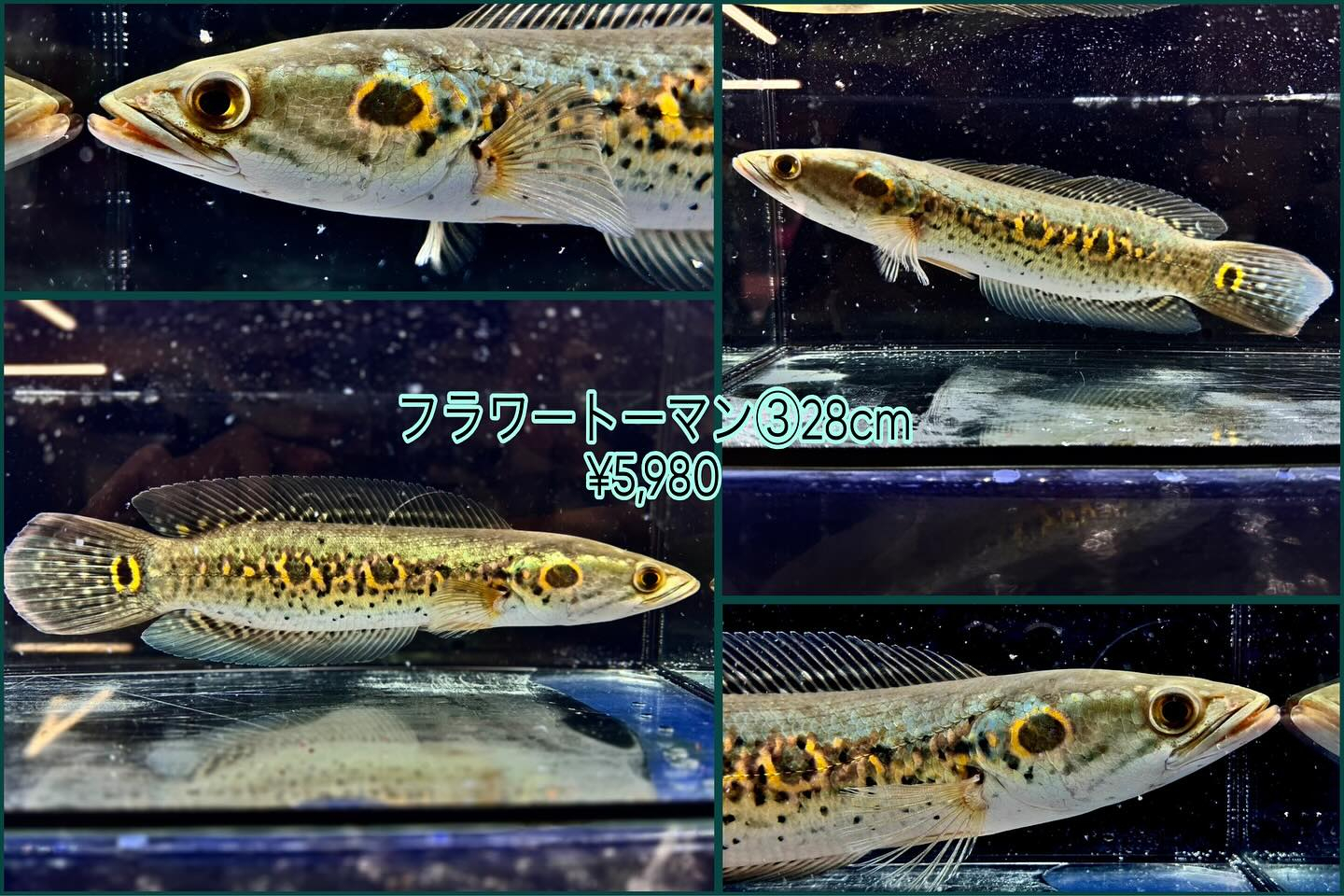 入荷魚 紹介 🐟🐟🐟🐟