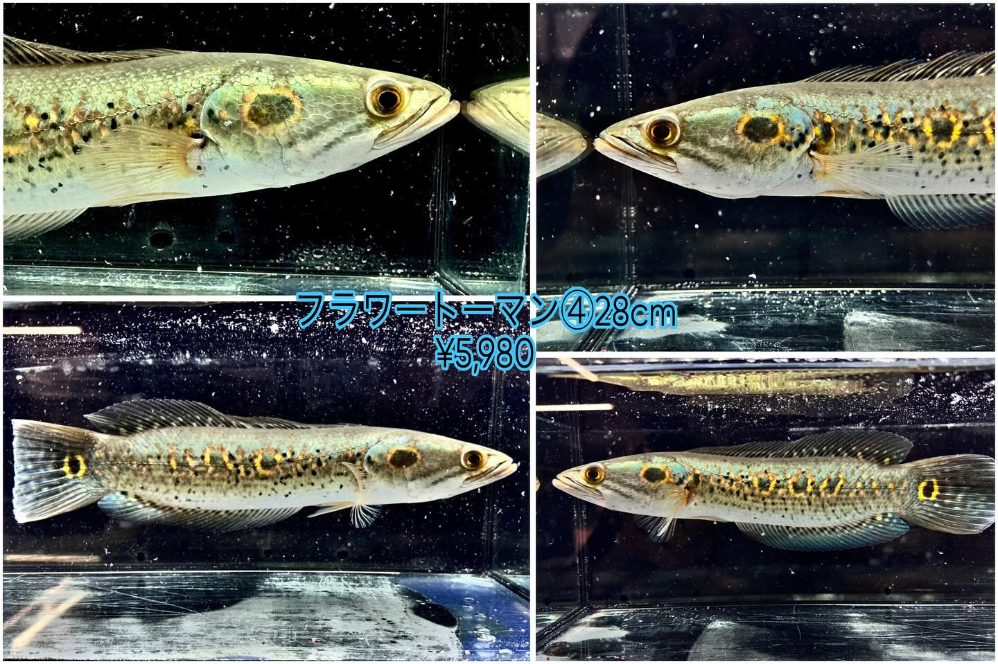 入荷魚 紹介 🐟🐟🐟🐟