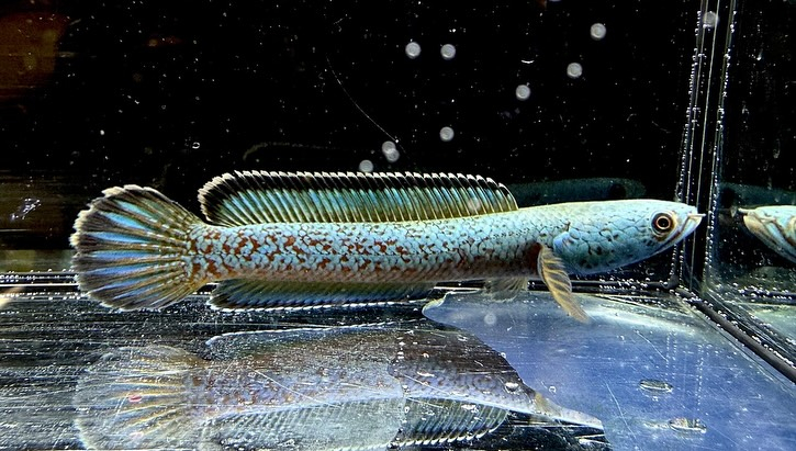 aquastyleg.base.shop/items/125...