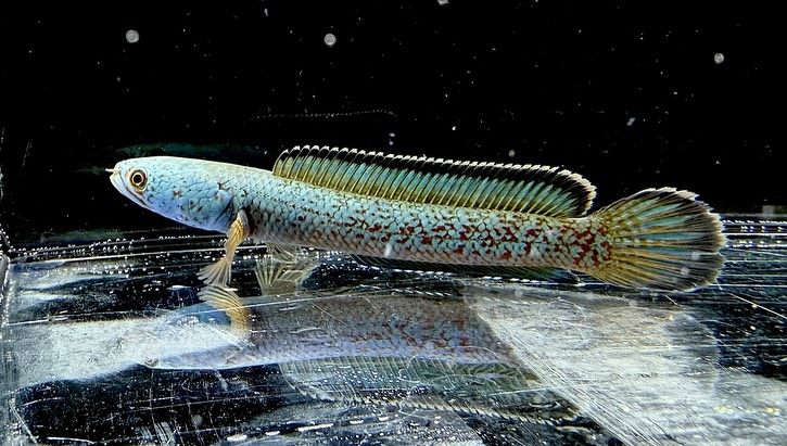 aquastyleg.base.shop/items/125...