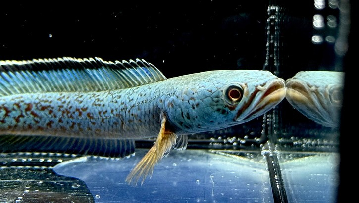 aquastyleg.base.shop/items/125...