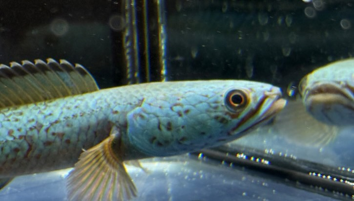 aquastyleg.base.shop/items/125...