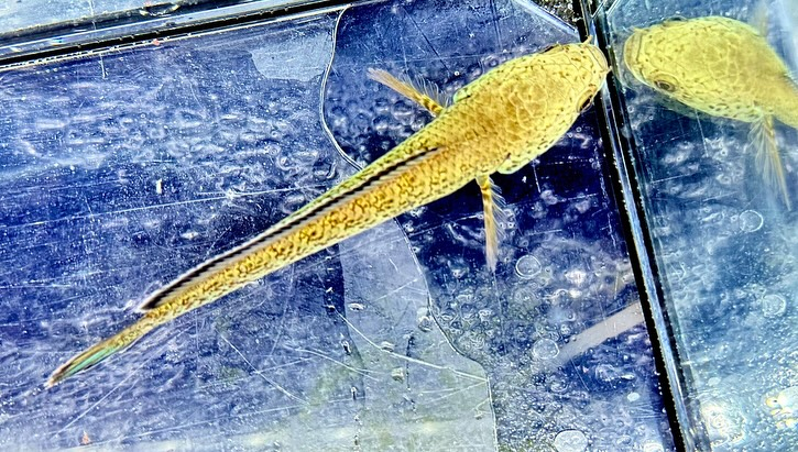 aquastyleg.base.shop/items/125...