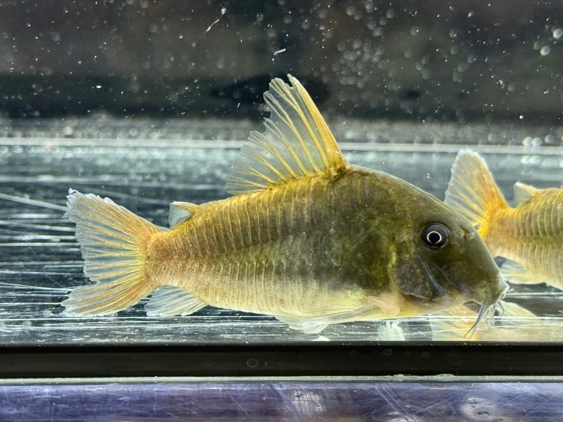 Co.コンコロール