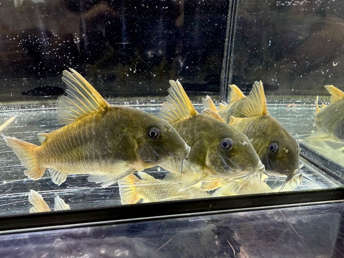 Co.コンコロール