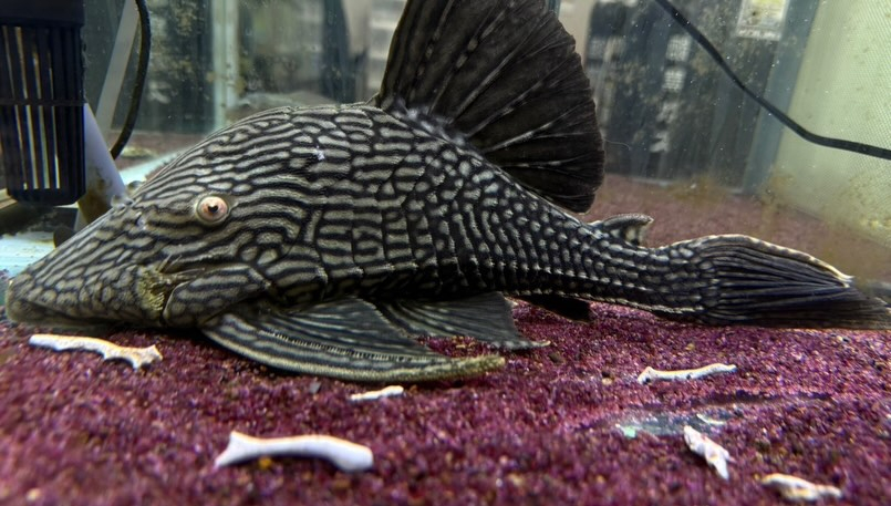 スポットロイヤルプレコ