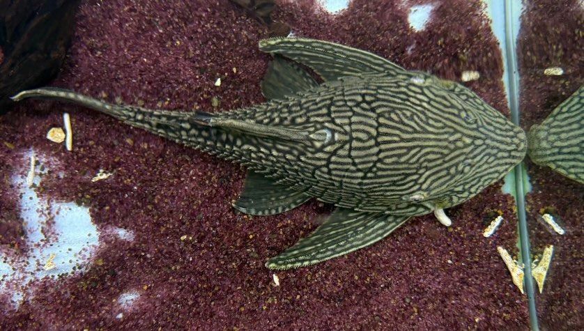 スポットロイヤルプレコ