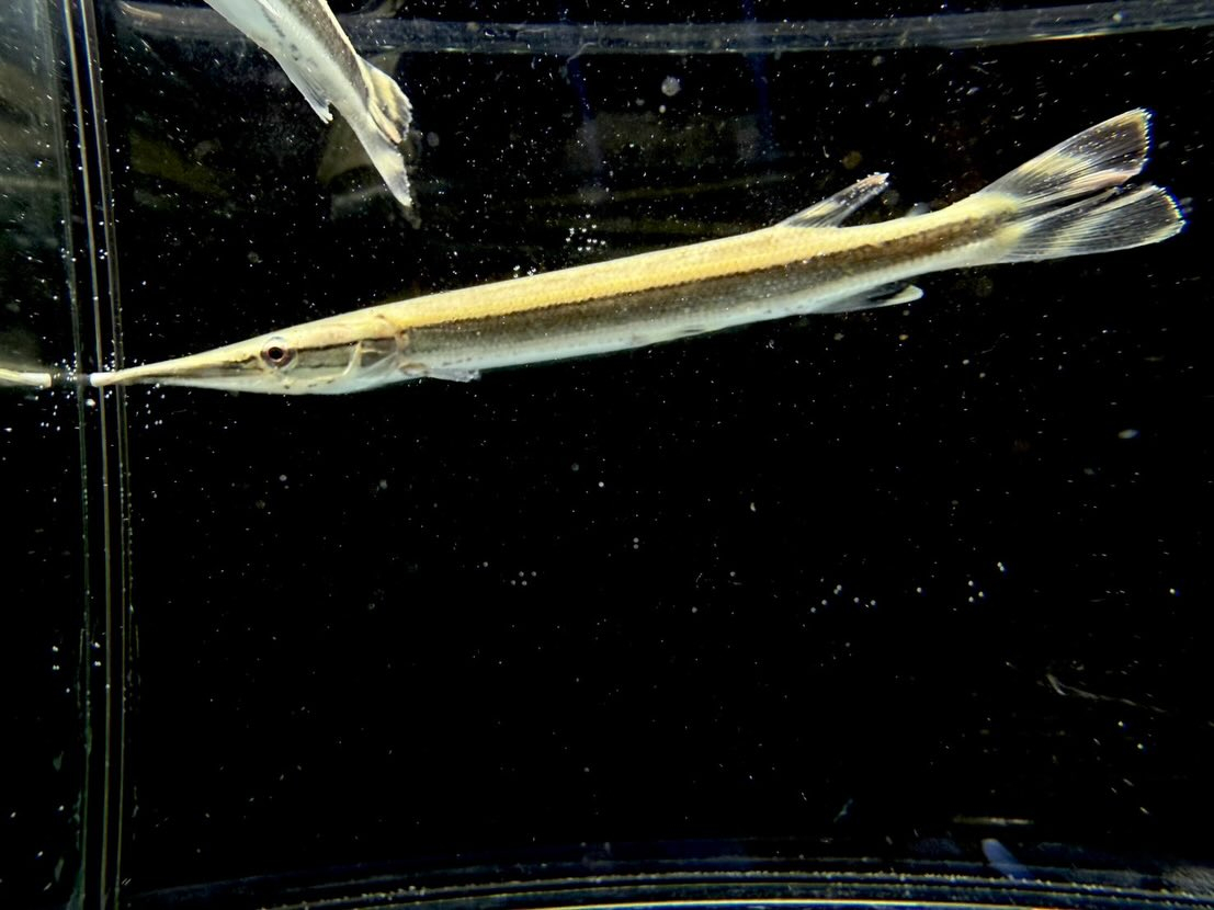 ハイドロシナスガー