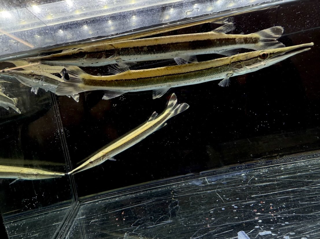 ハイドロシナスガー