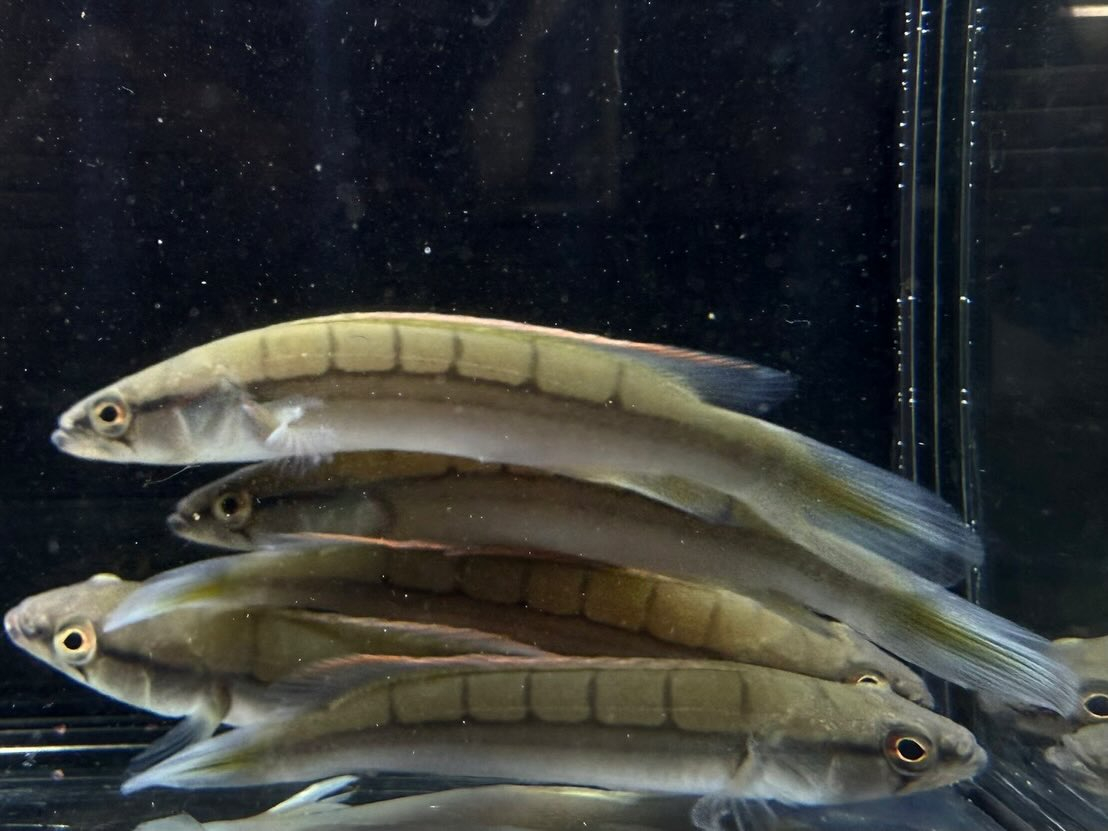 クレニキクラ ルブグリアcf.ルブグリス