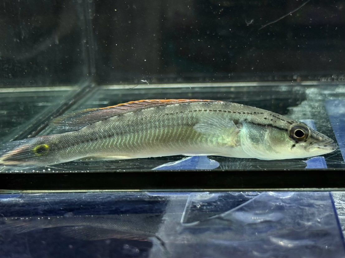 クレニキクラ ストリガータ