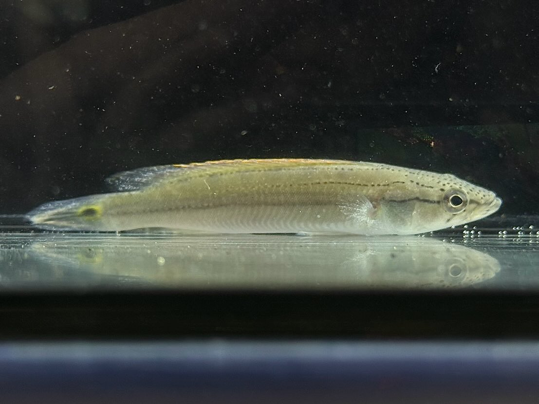 クレニキクラ ストリガータ