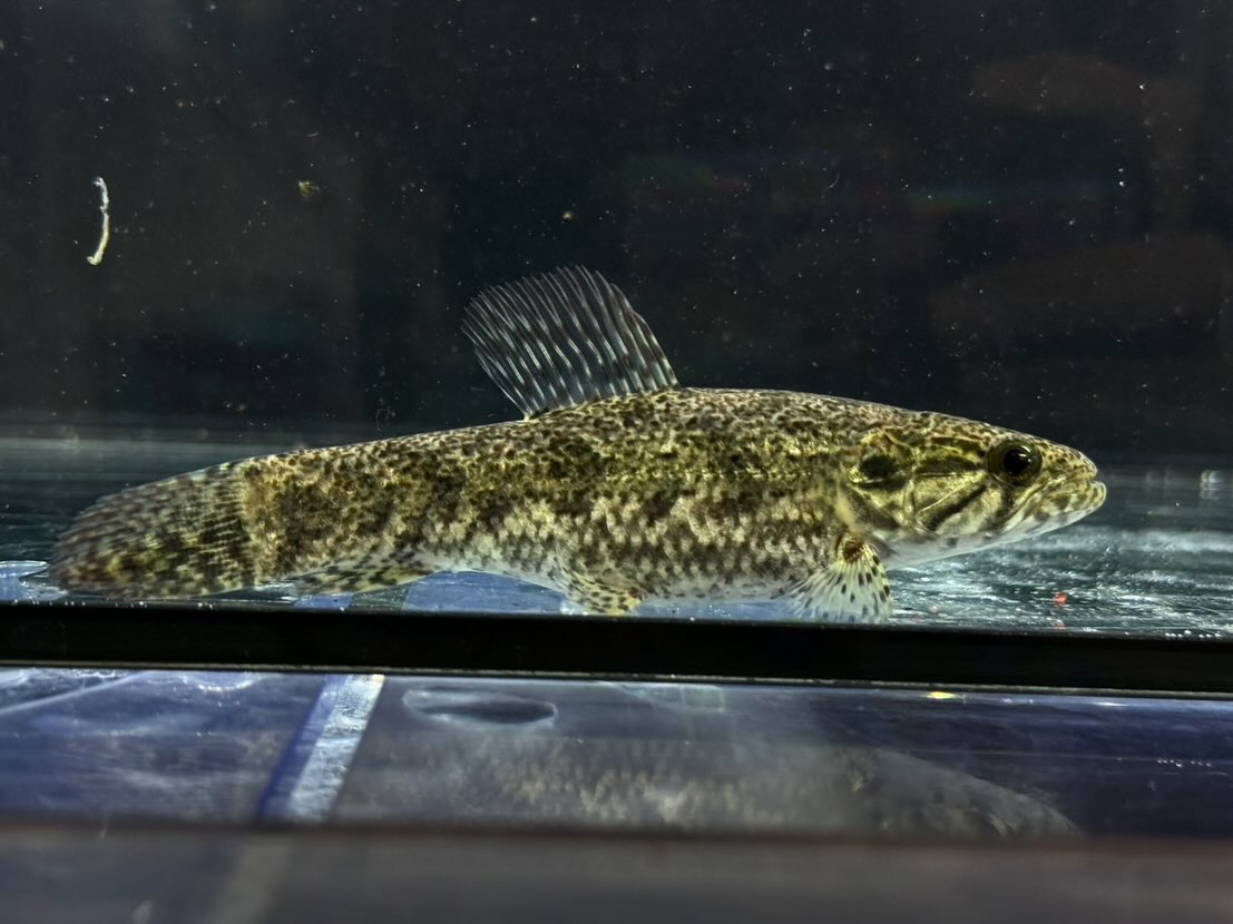 タライーラ（ホーリー）