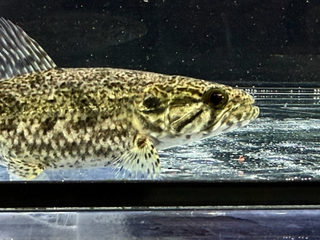 タライーラ(ホーリー)