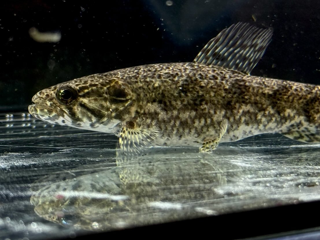 タライーラ(ホーリー)