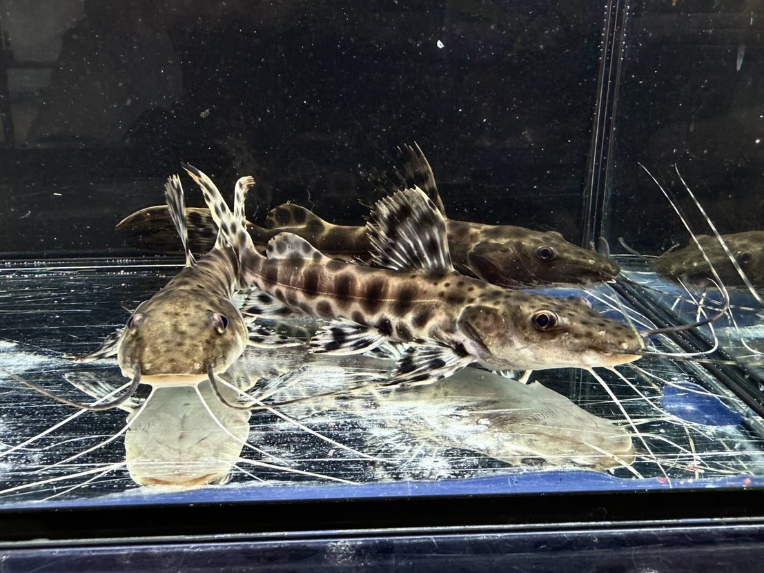 ジャウーピンタード