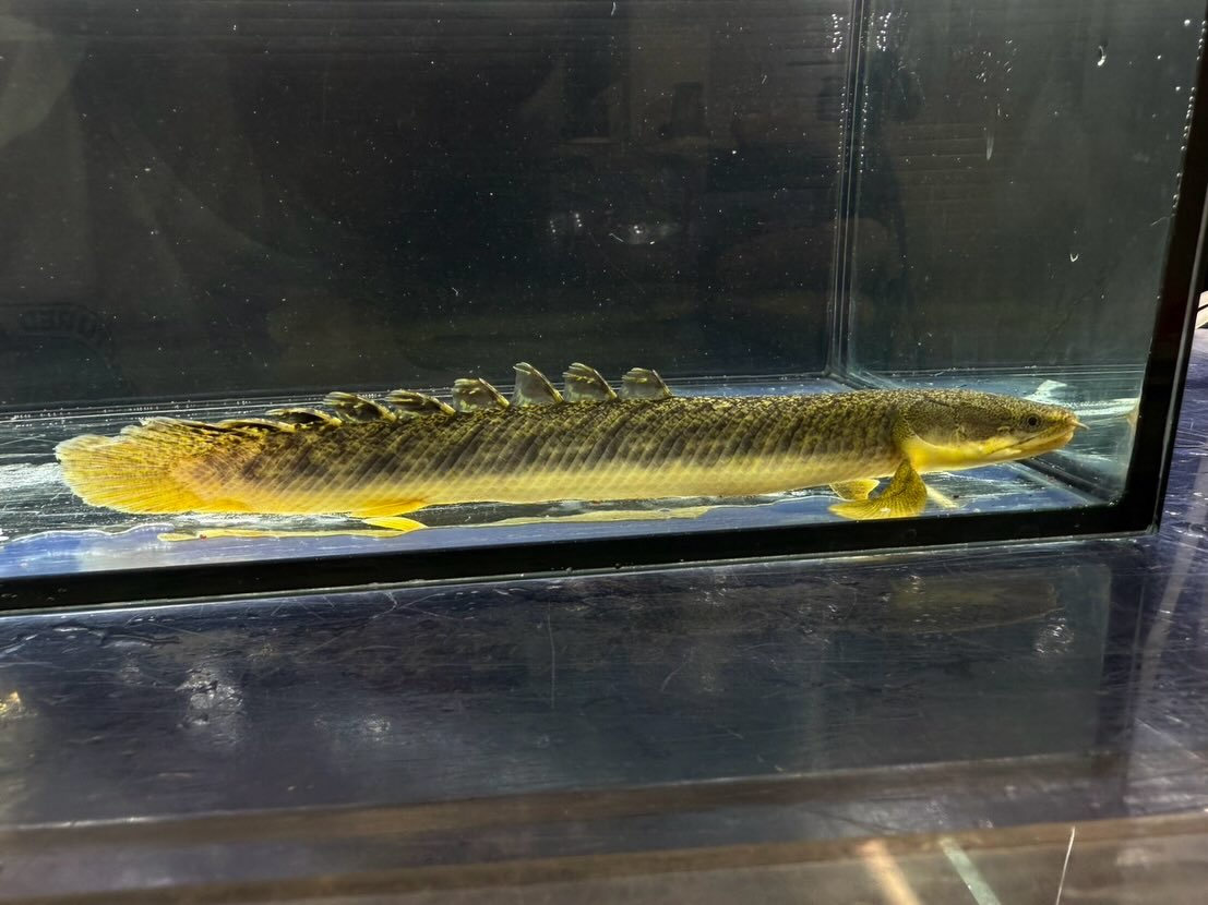 Po.パルマス ビュティコフェリー