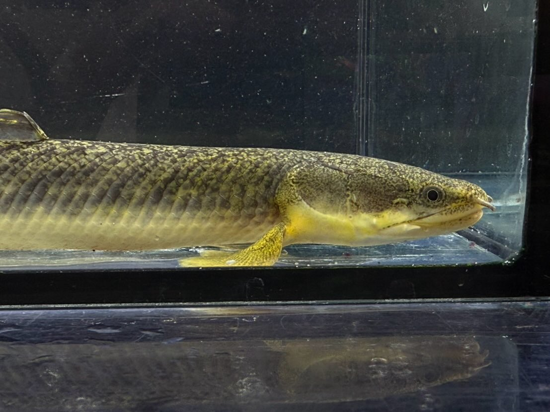 Po.パルマス ビュティコフェリー