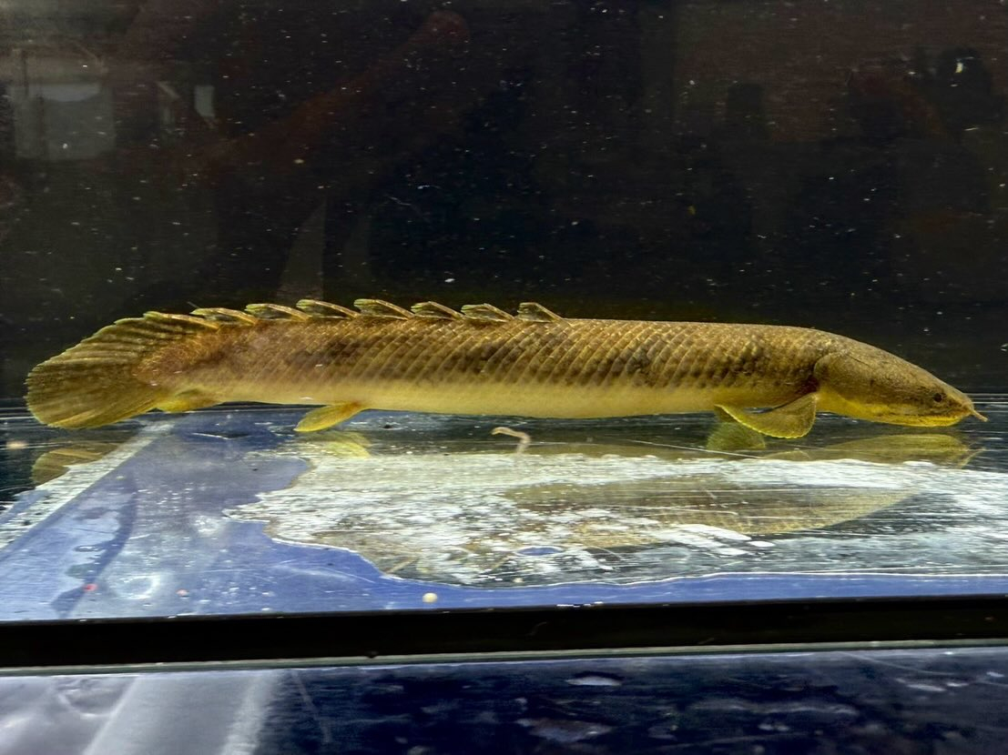 Po.パルマス ビュティコフェリー