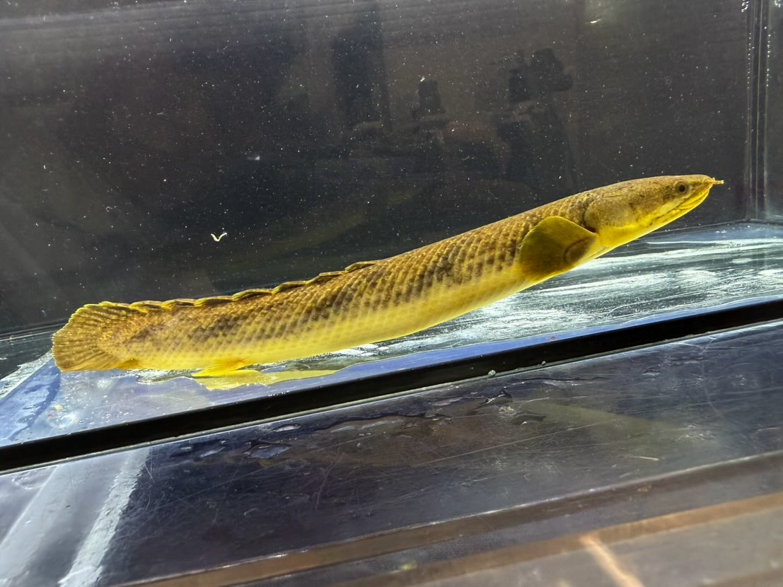 Po.パルマス ビュティコフェリー