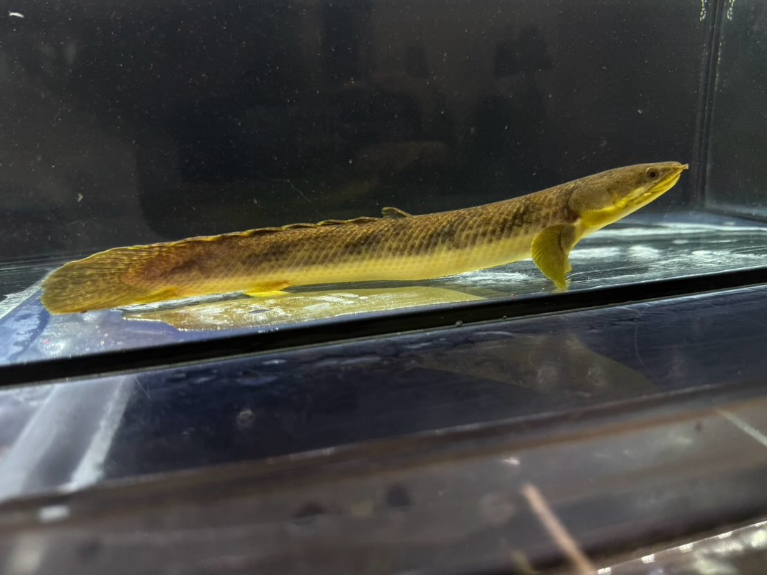 Po.パルマス ビュティコフェリー