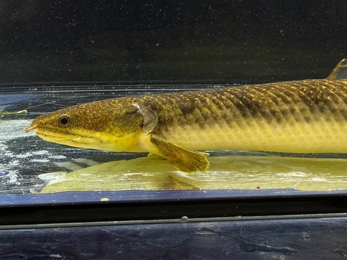 Po.パルマス ビュティコフェリー