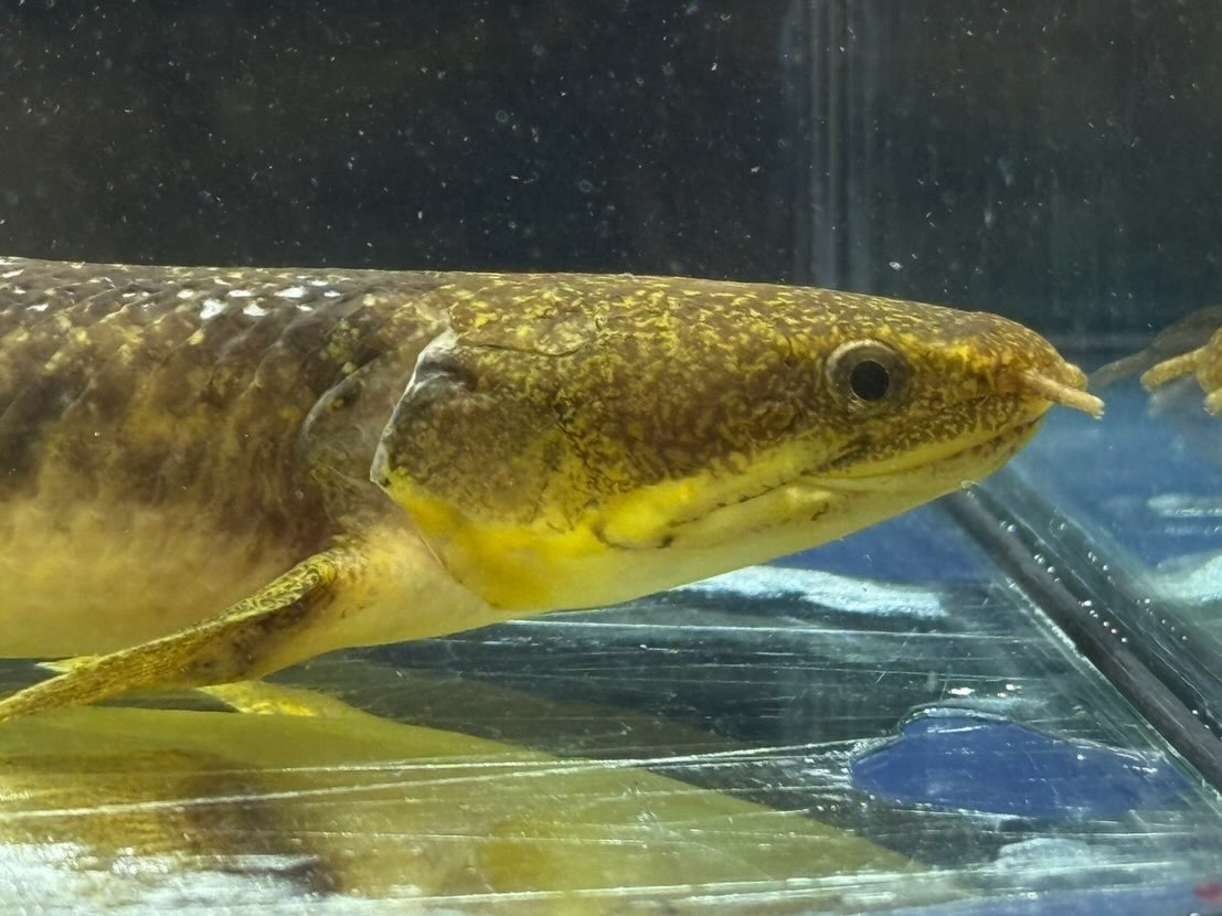 Po.パルマス ビュティコフェリー