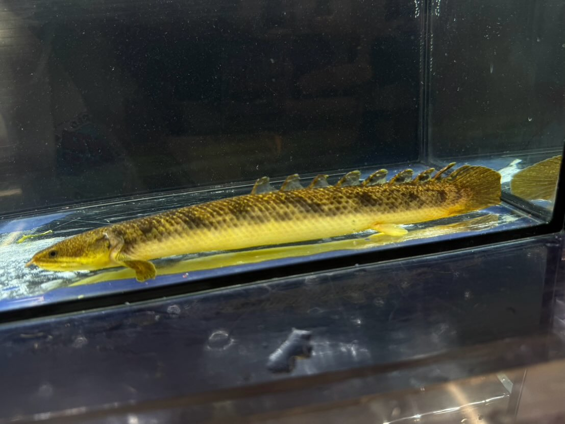 Po.パルマス ビュティコフェリー