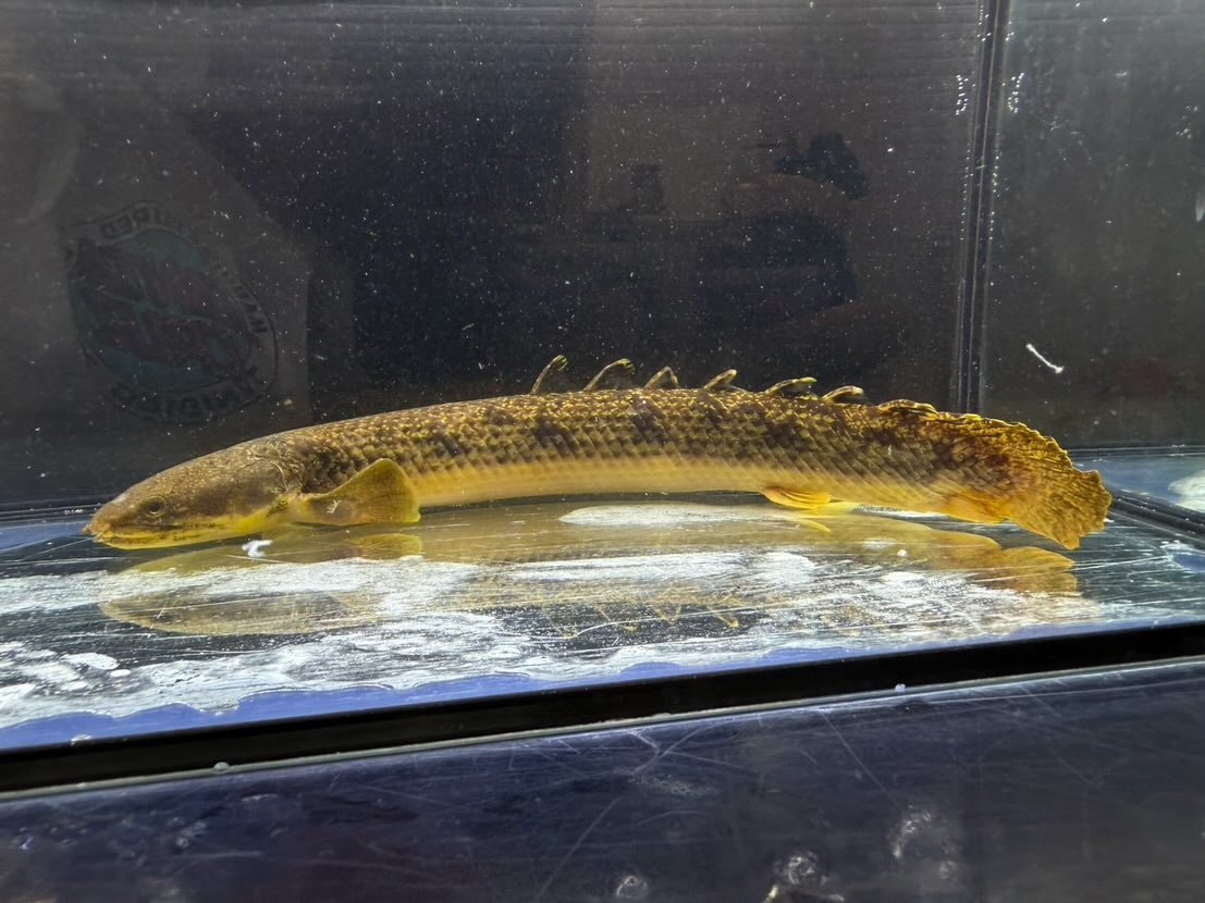 Po.パルマス ビュティコフェリー