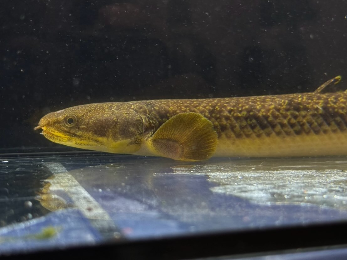 Po.パルマス ビュティコフェリー