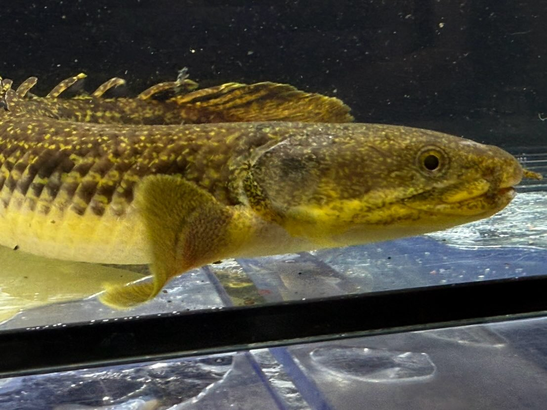 Po.パルマス ビュティコフェリー