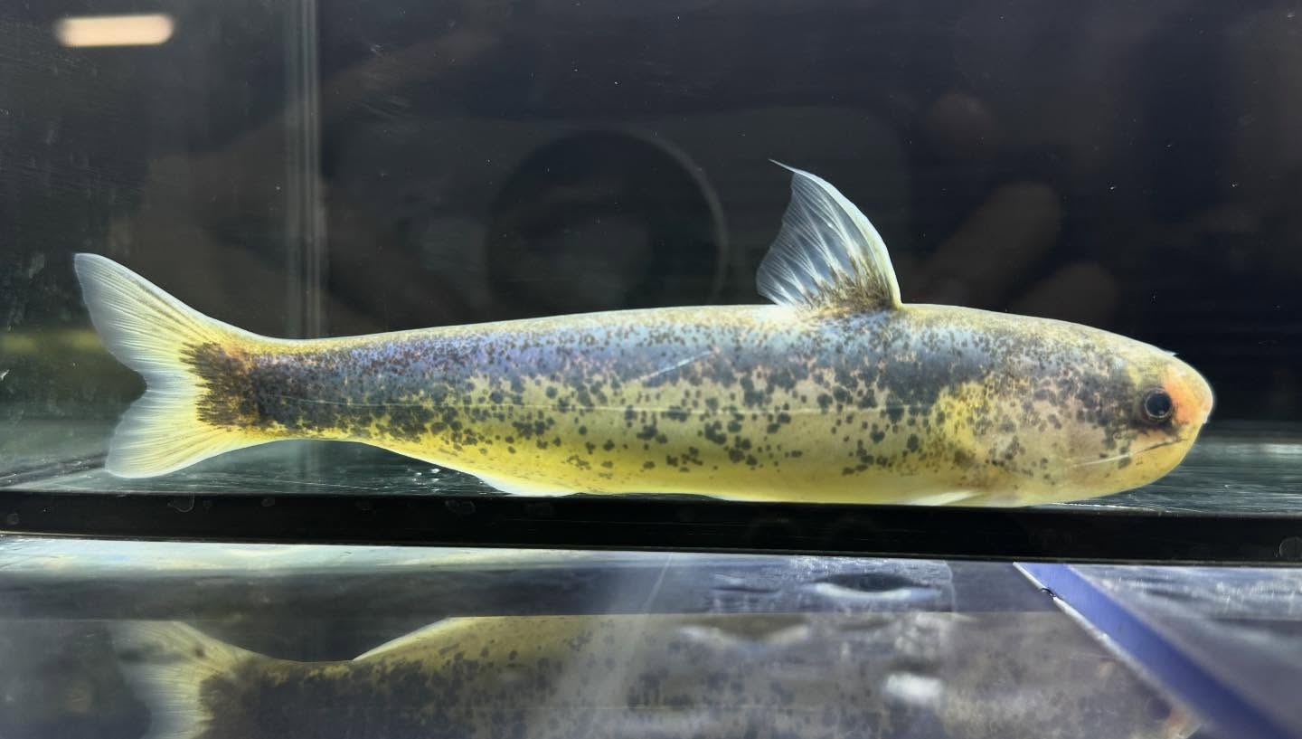 aquastyleg.base.shop/items/126...