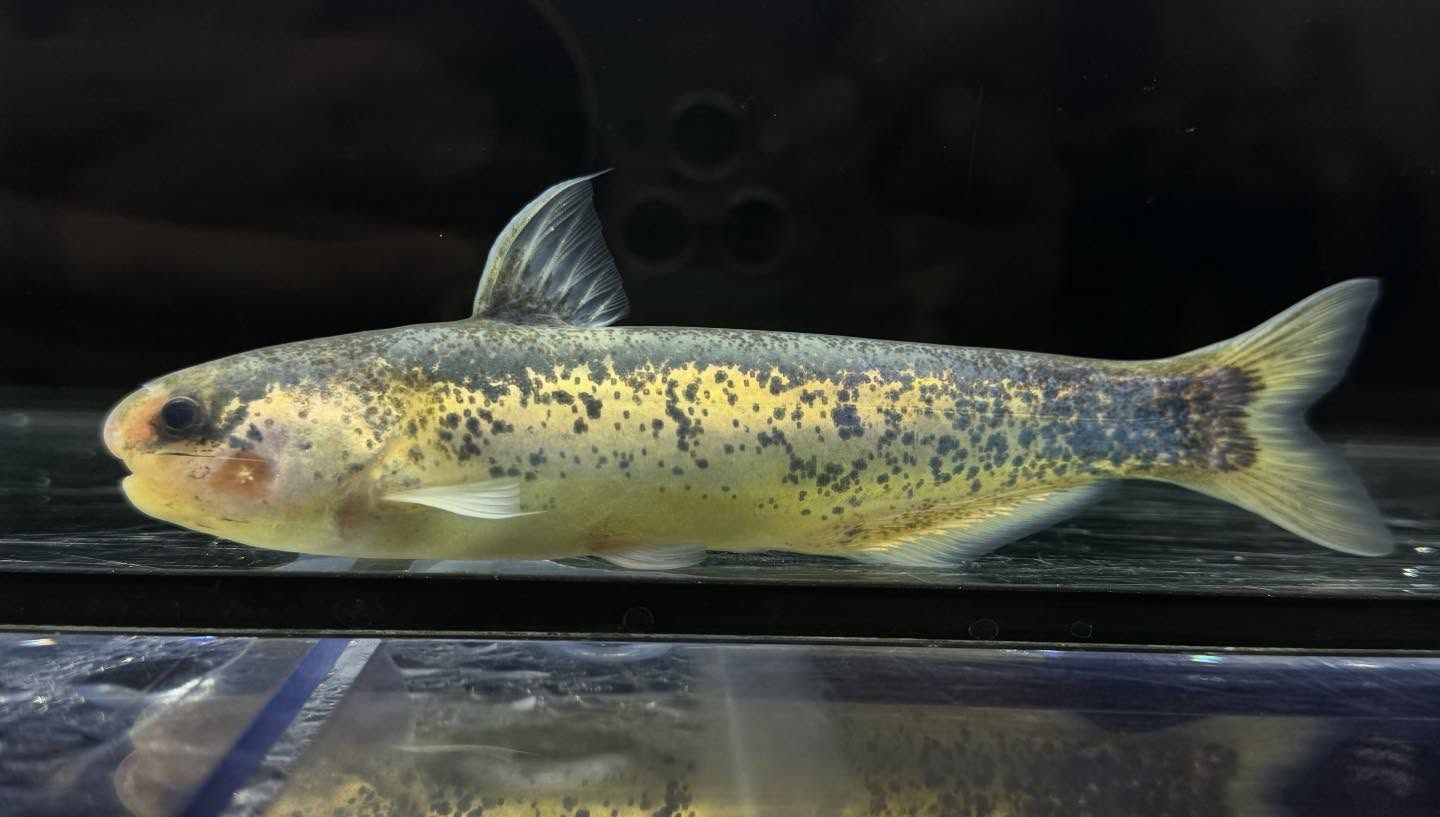 aquastyleg.base.shop/items/126...