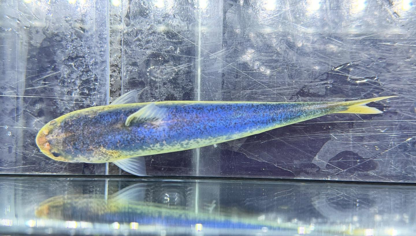 aquastyleg.base.shop/items/126...