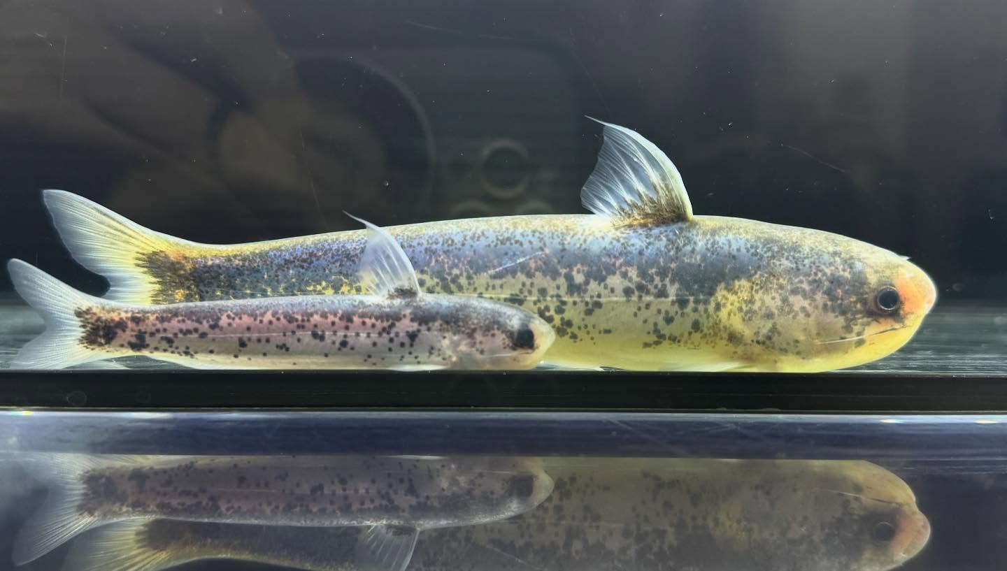 aquastyleg.base.shop/items/126...