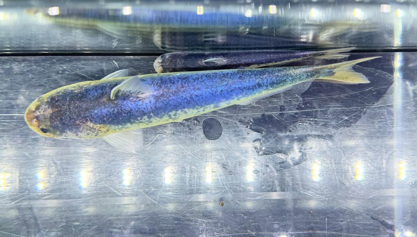 aquastyleg.base.shop/items/126...