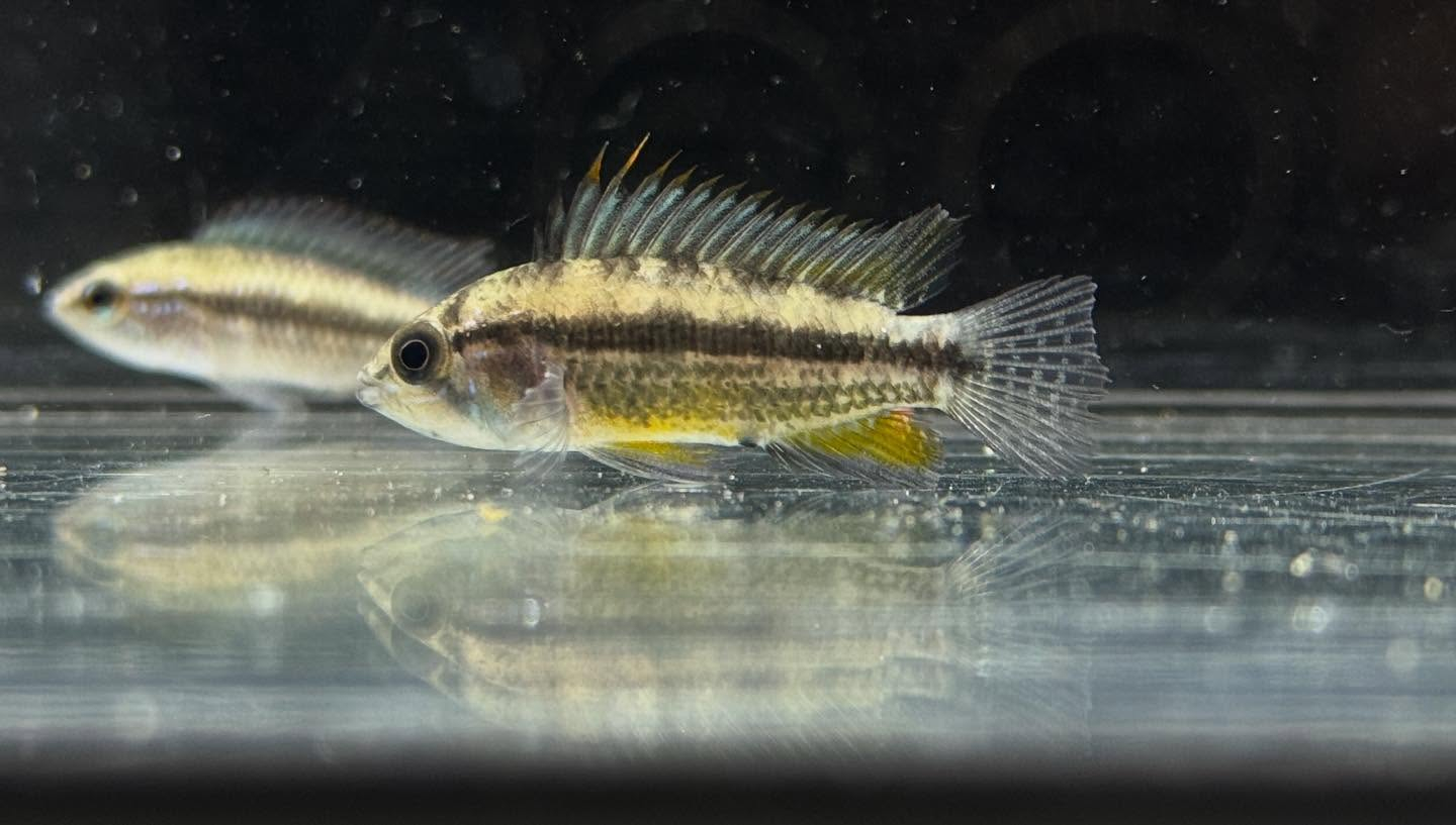 aquastyleg.base.shop/items/126...