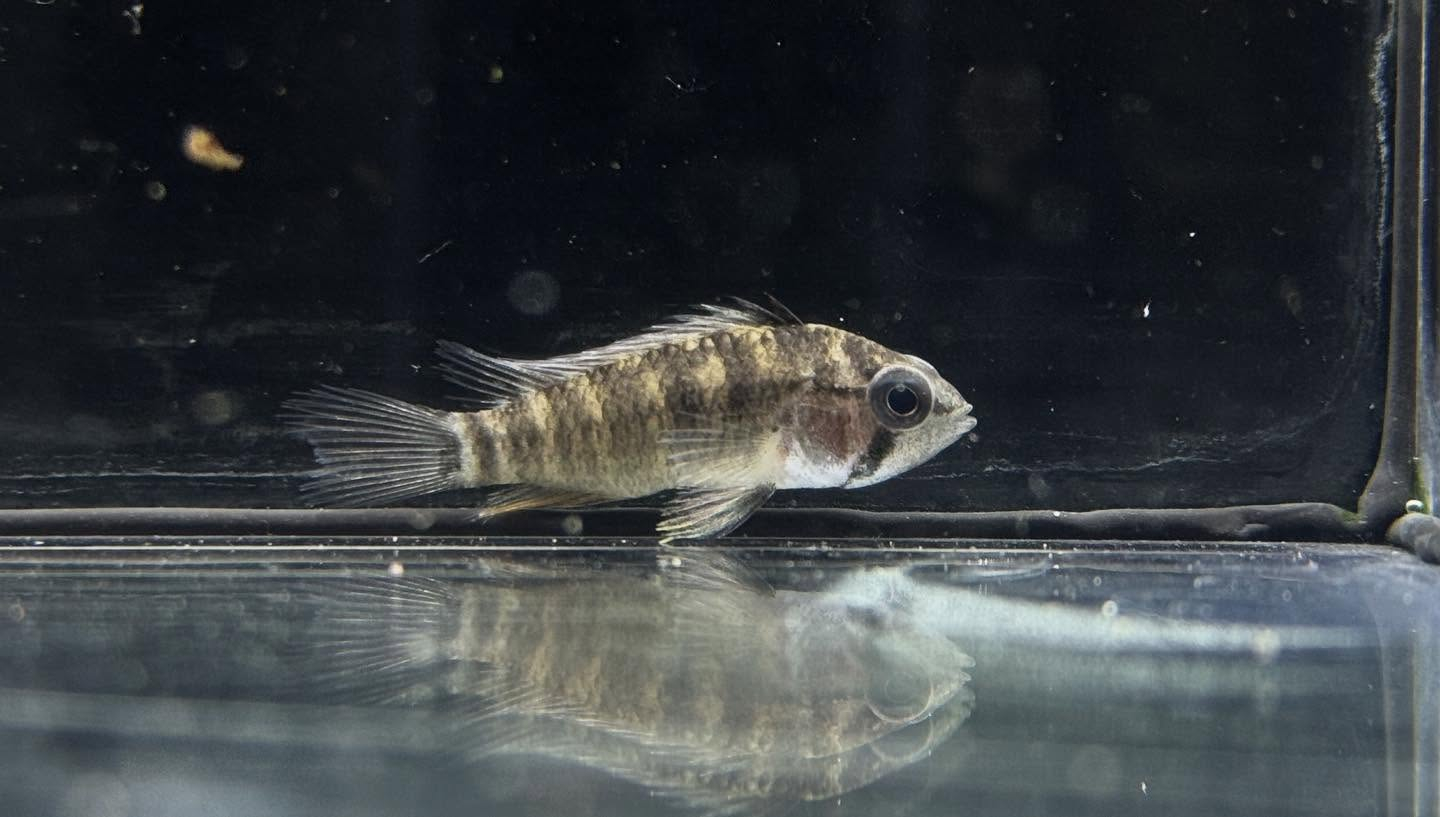 aquastyleg.base.shop/items/126...