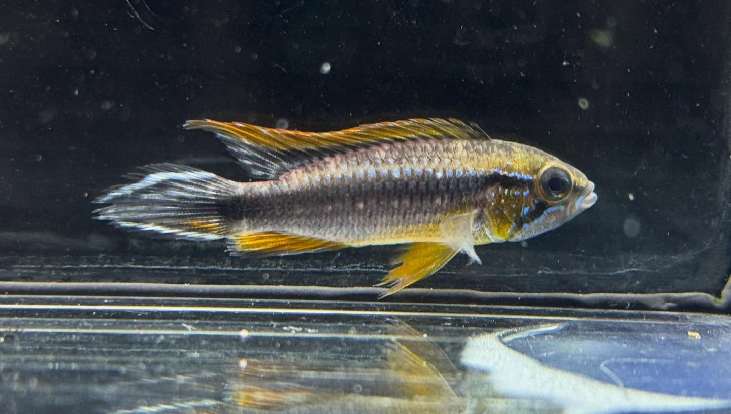 aquastyleg.base.shop/items/126...