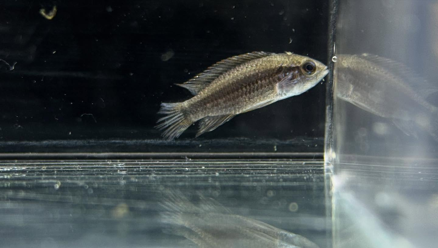 aquastyleg.base.shop/items/126...